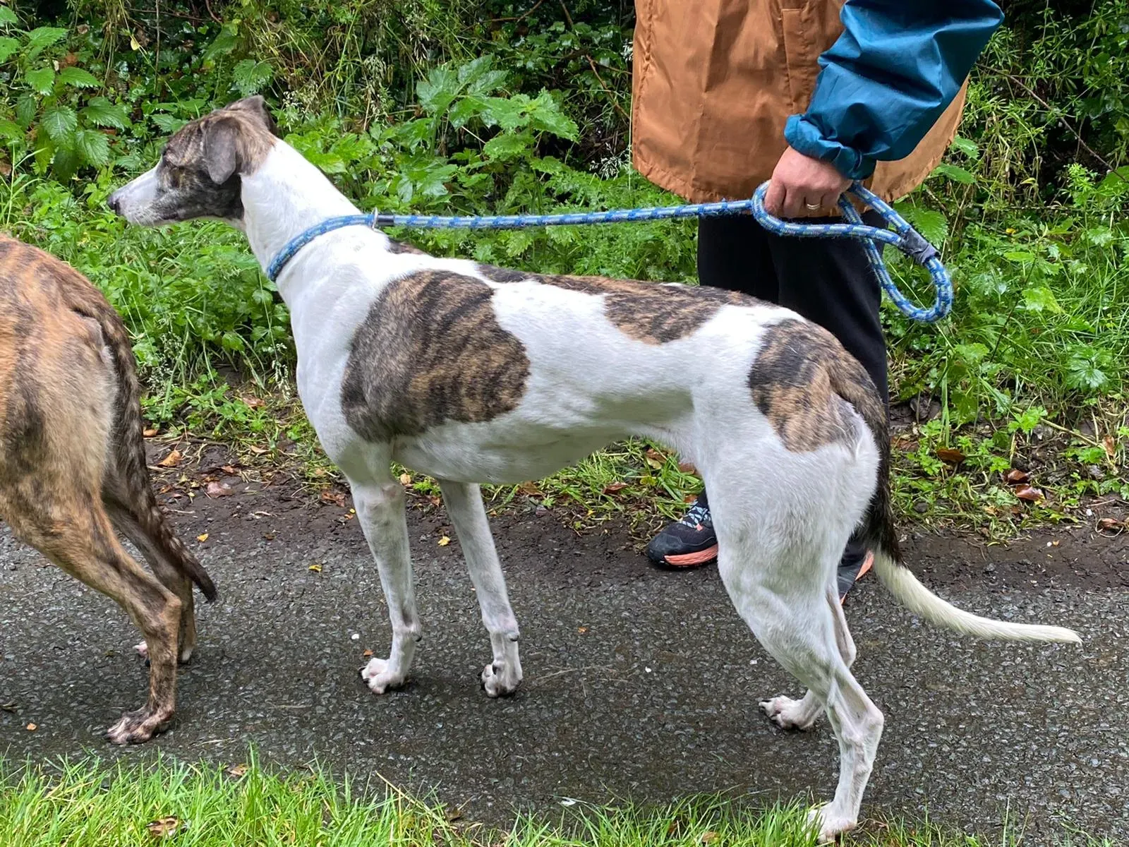 Callie greyhound adozione levrieri 4