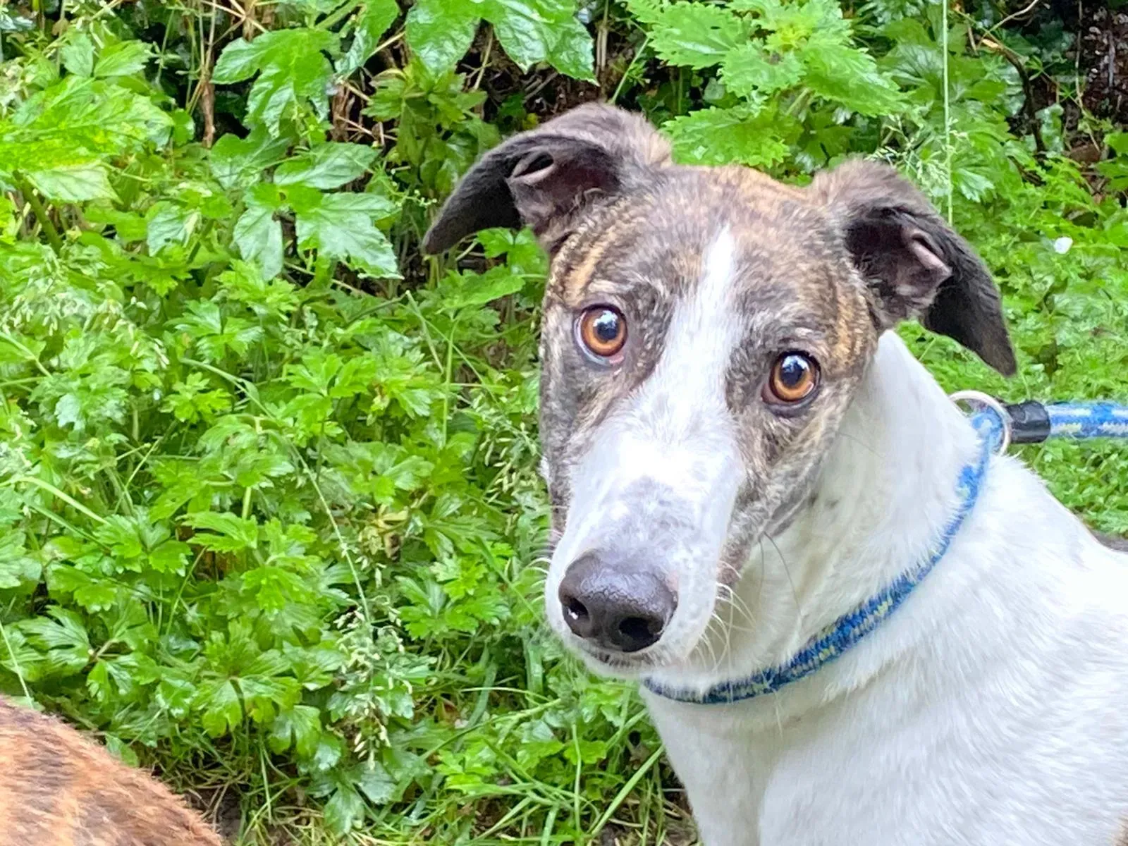 Callie greyhound adozione levrieri 5