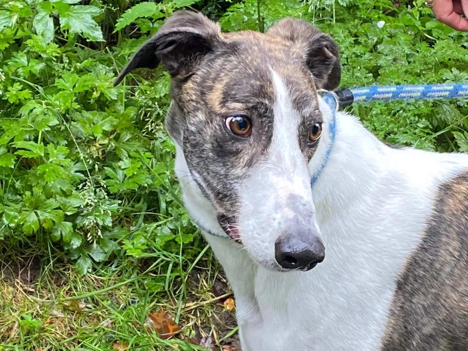 Callie greyhound adozione levrieri 6