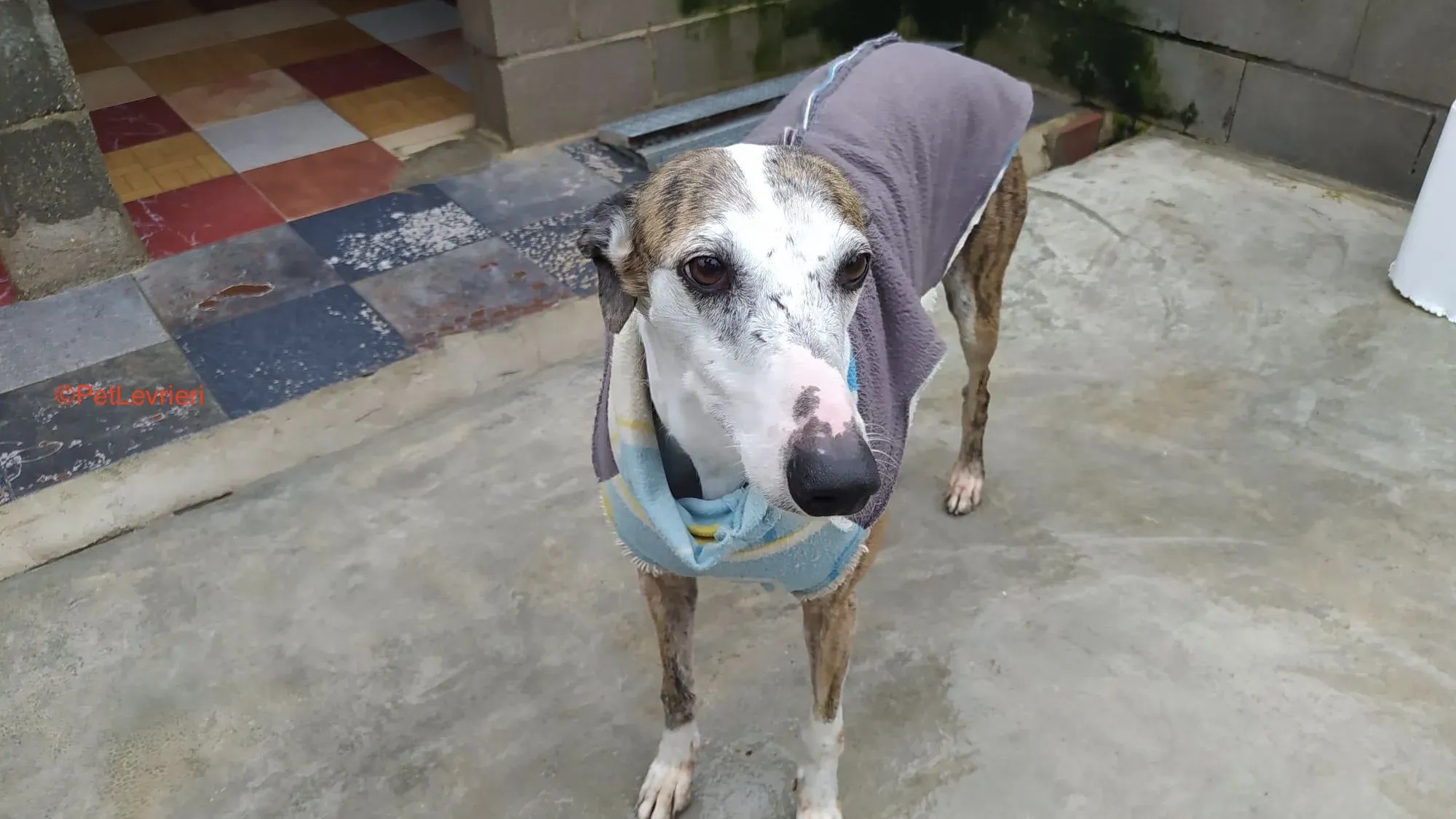 Calliope adozione levrieri galgo 1