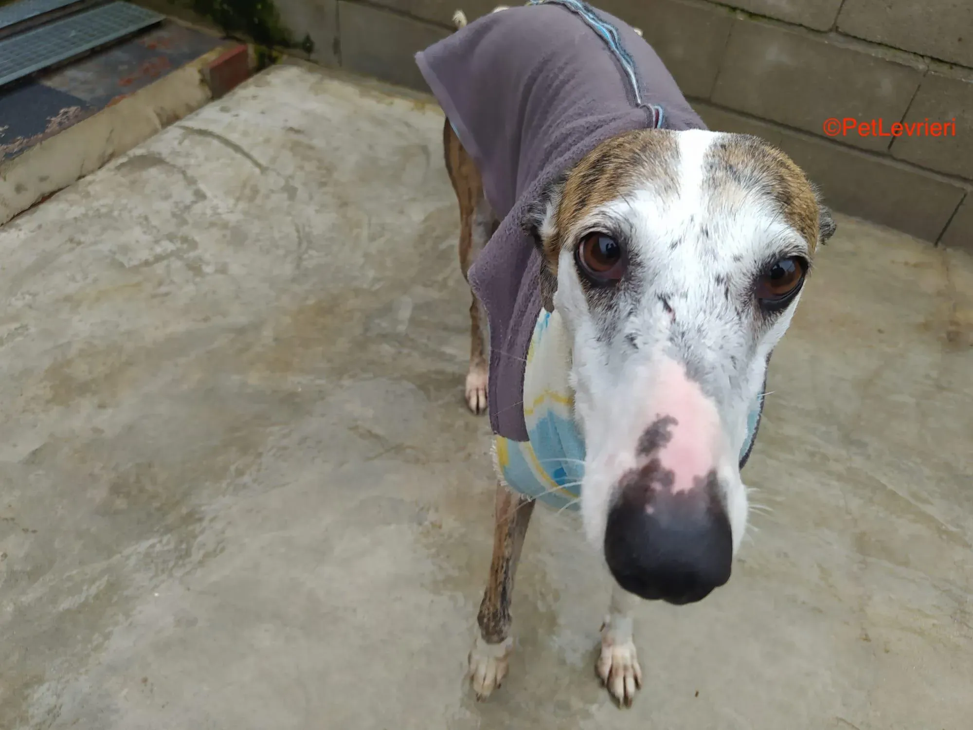 Calliope adozione levrieri galgo 2