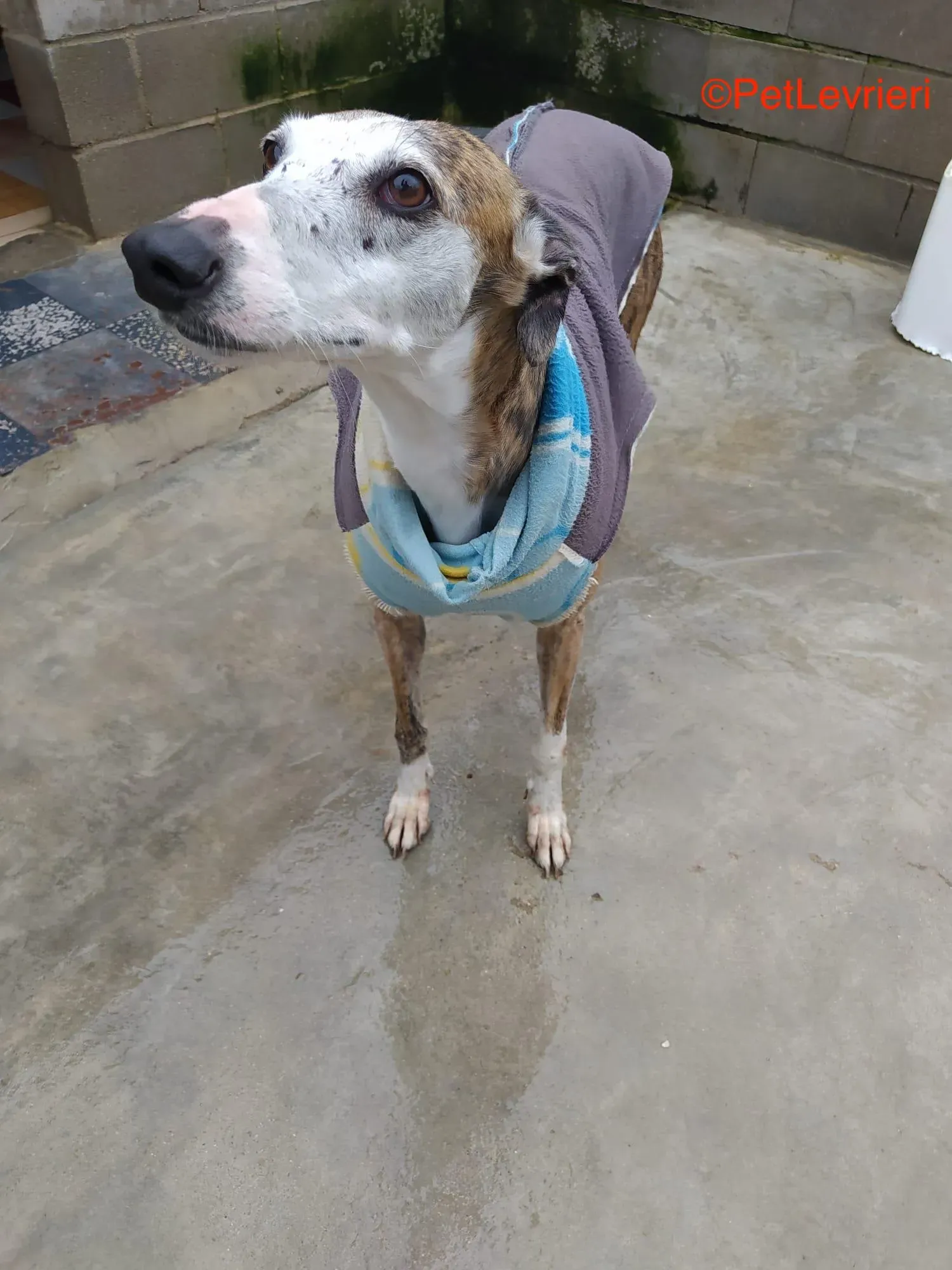 Calliope adozione levrieri galgo 3