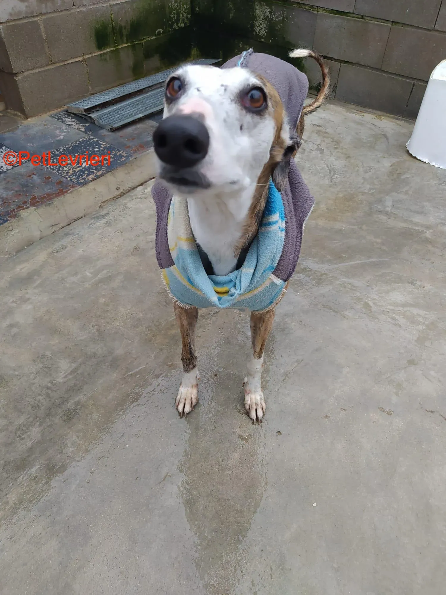 Calliope adozione levrieri galgo 4