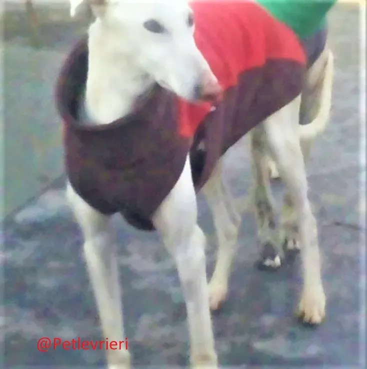 Calypso adozione levrieri galgo 01 1