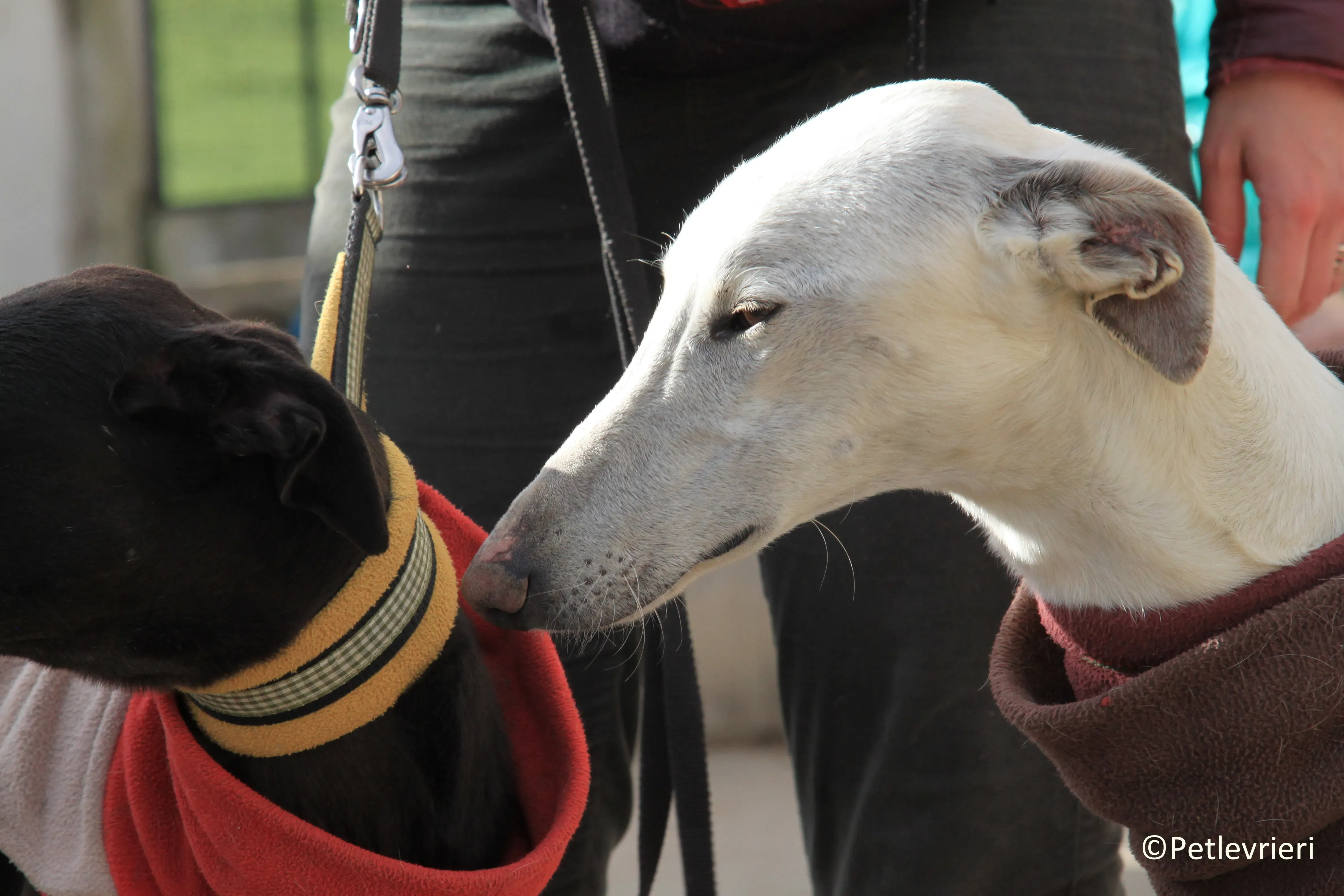 Calypso adozione levrieri galgo 01 2