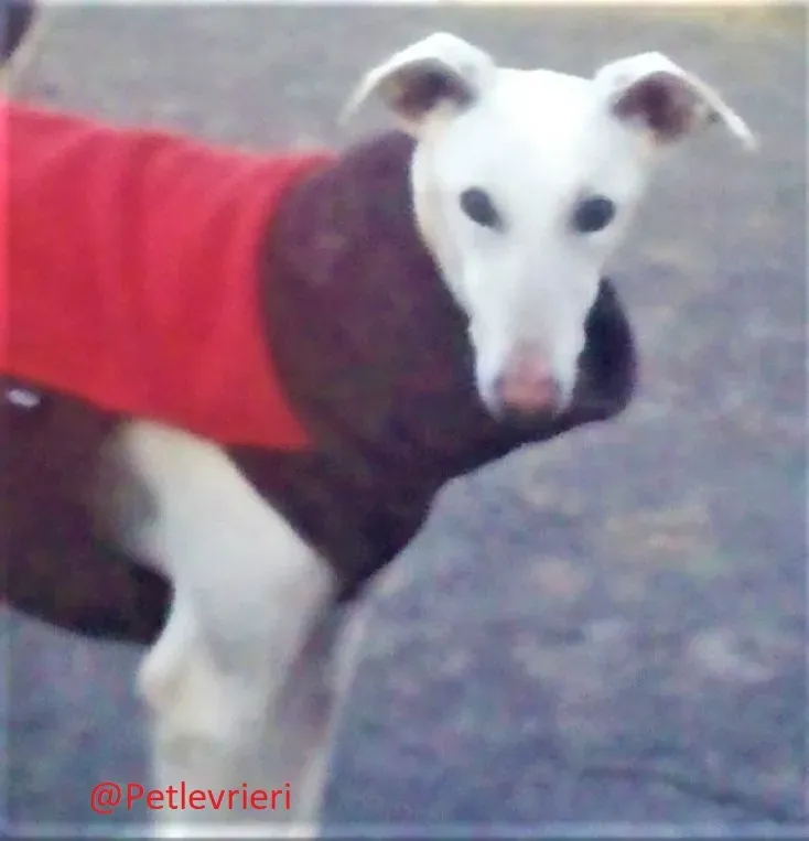 Calypso adozione levrieri galgo 02 1