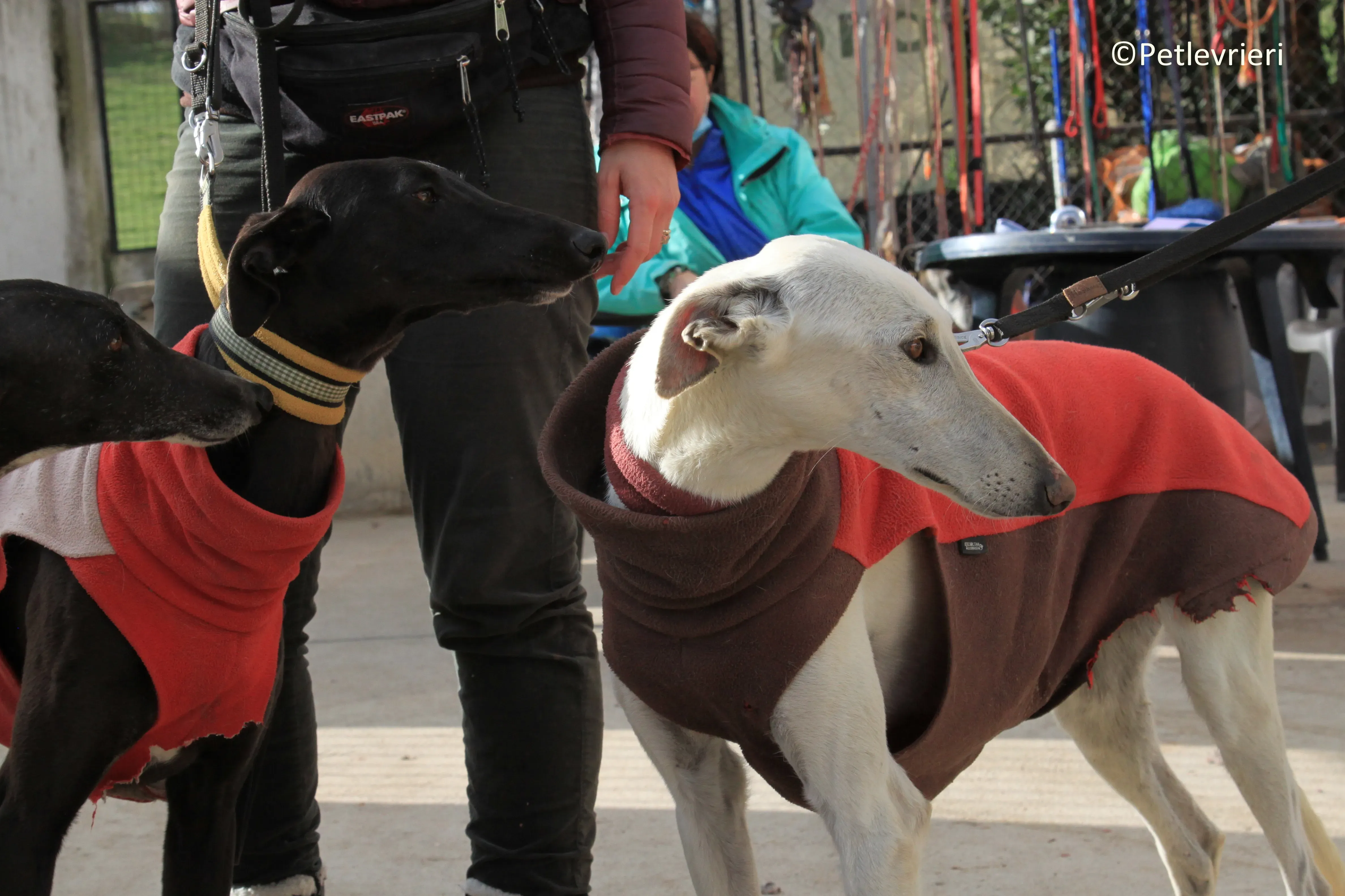Calypso adozione levrieri galgo 02 2