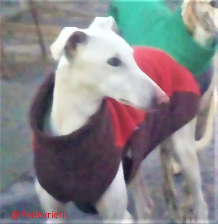 Calypso adozione levrieri galgo 03 1