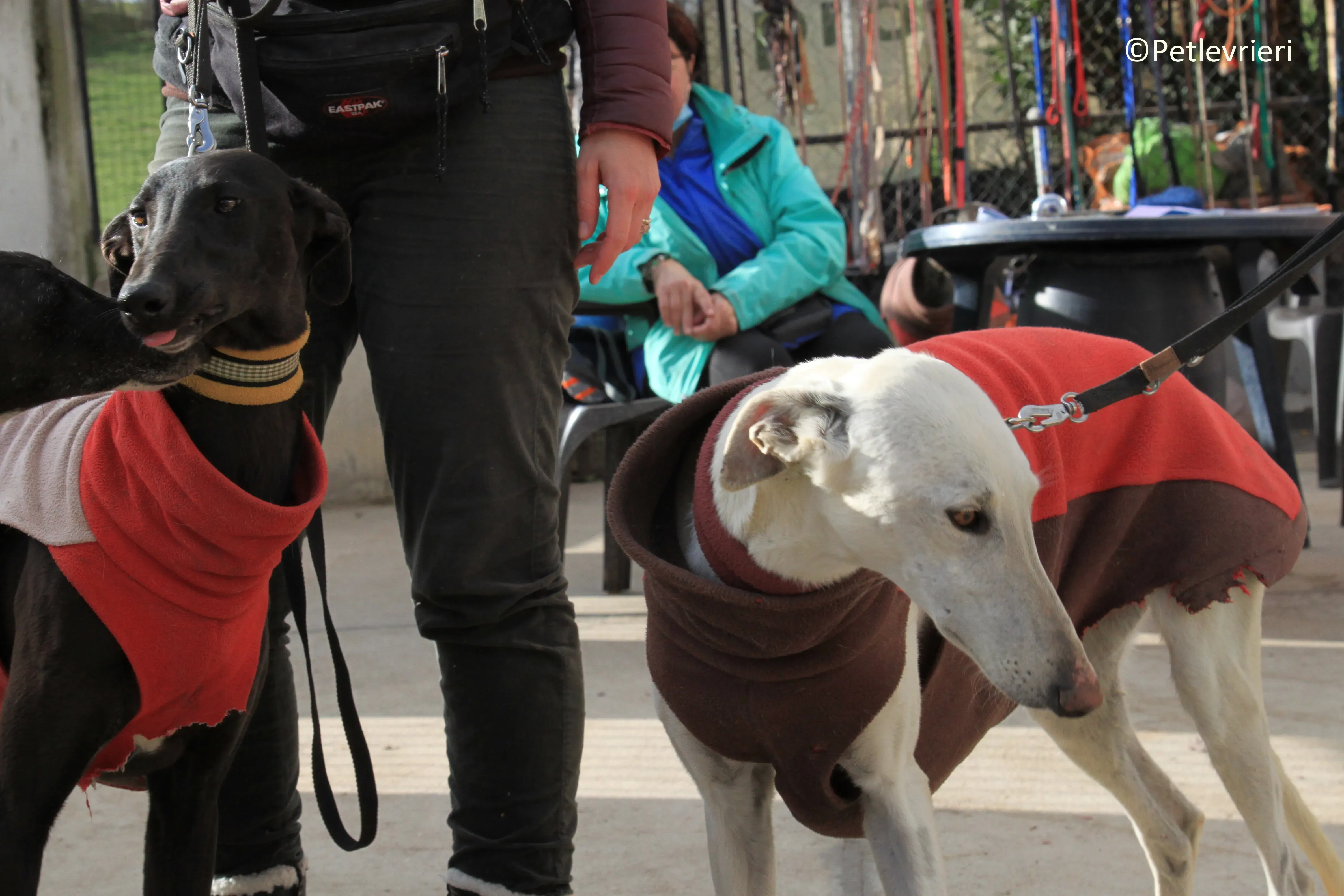 Calypso adozione levrieri galgo 03 2