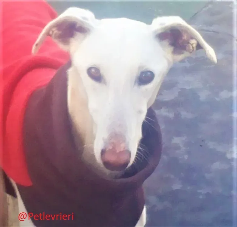 Calypso adozione levrieri galgo 04 1