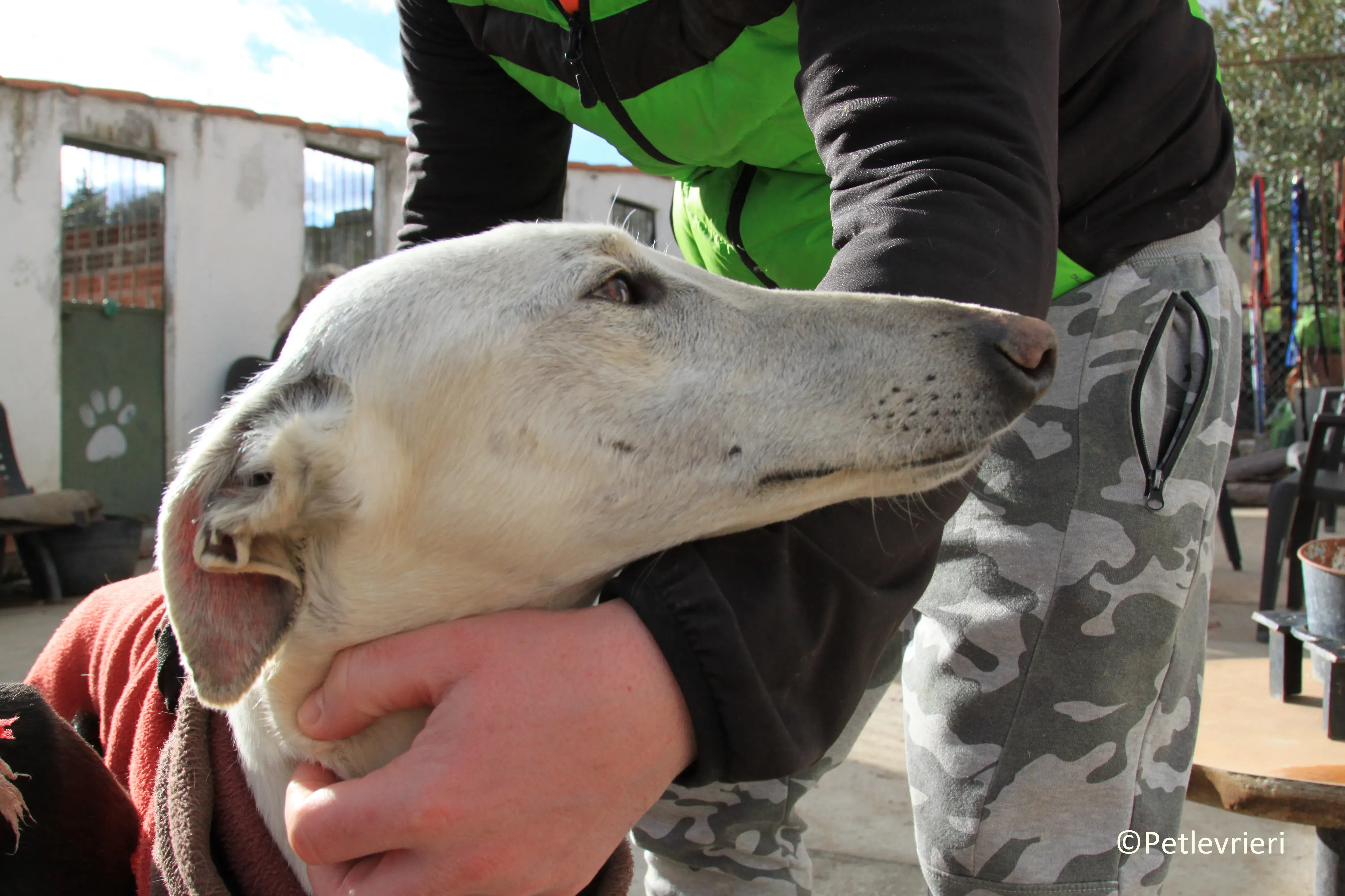 Calypso adozione levrieri galgo 04 2