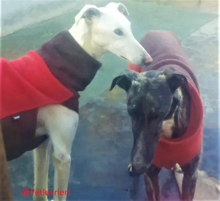Calypso adozione levrieri galgo 05 1