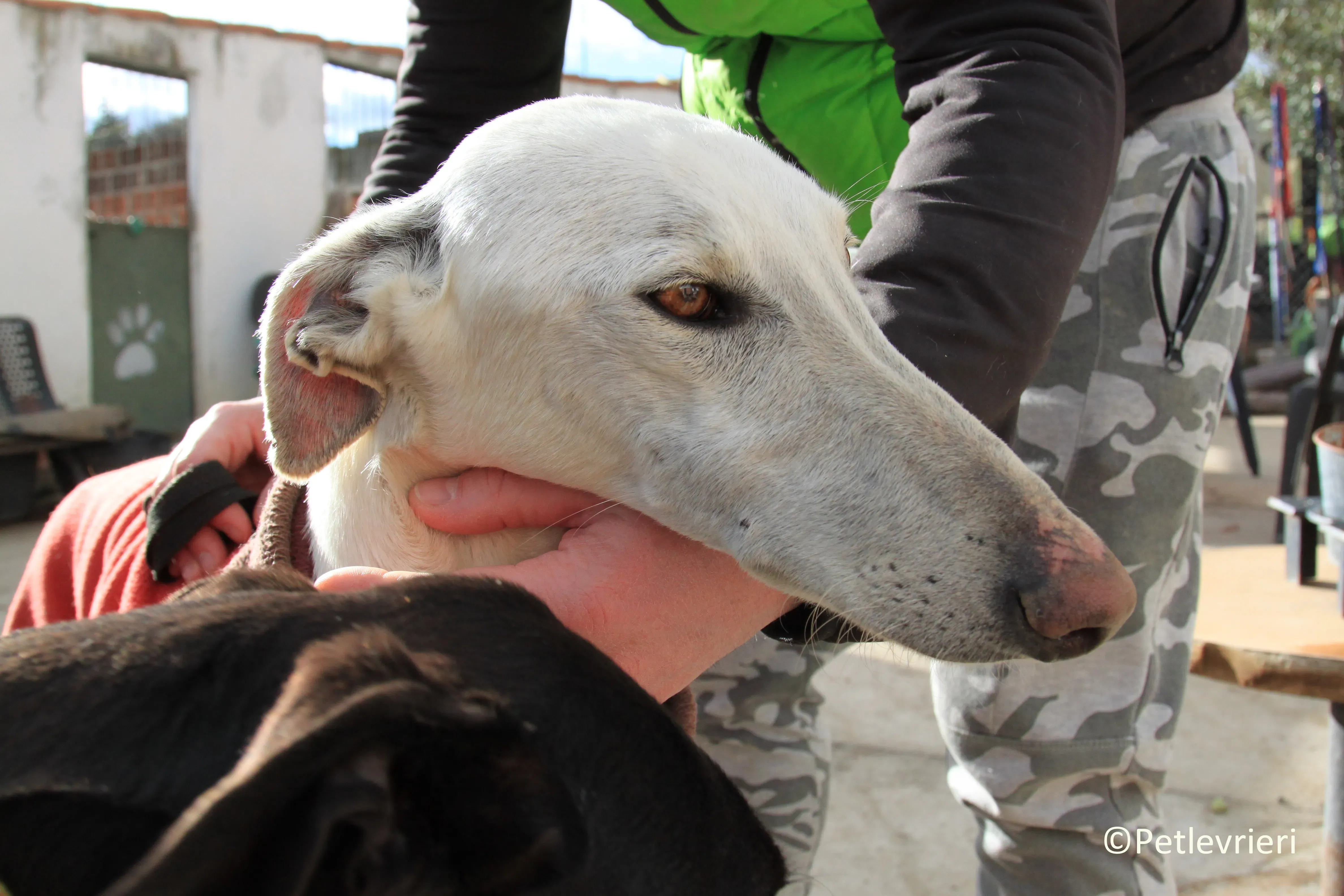 Calypso adozione levrieri galgo 05 2