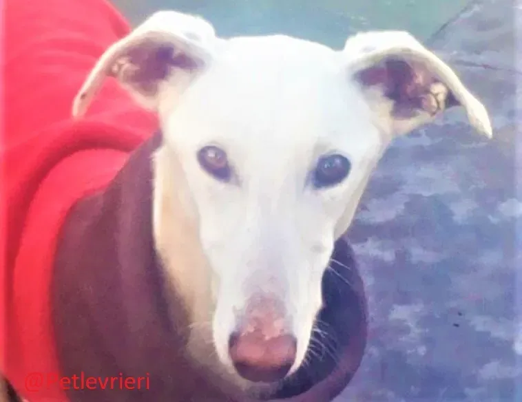 Calypso adozione levrieri galgo 06 1