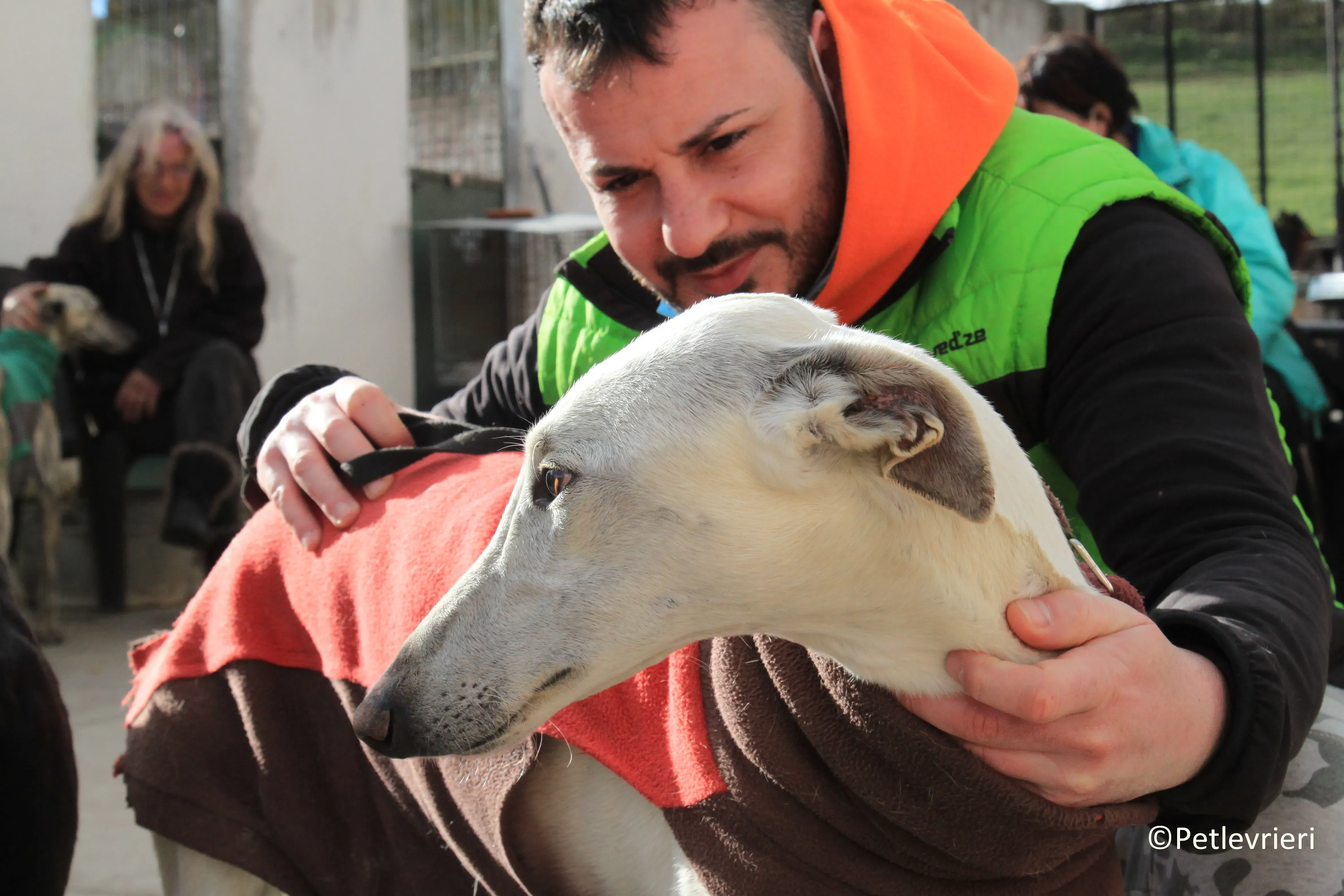 Calypso adozione levrieri galgo 06 2