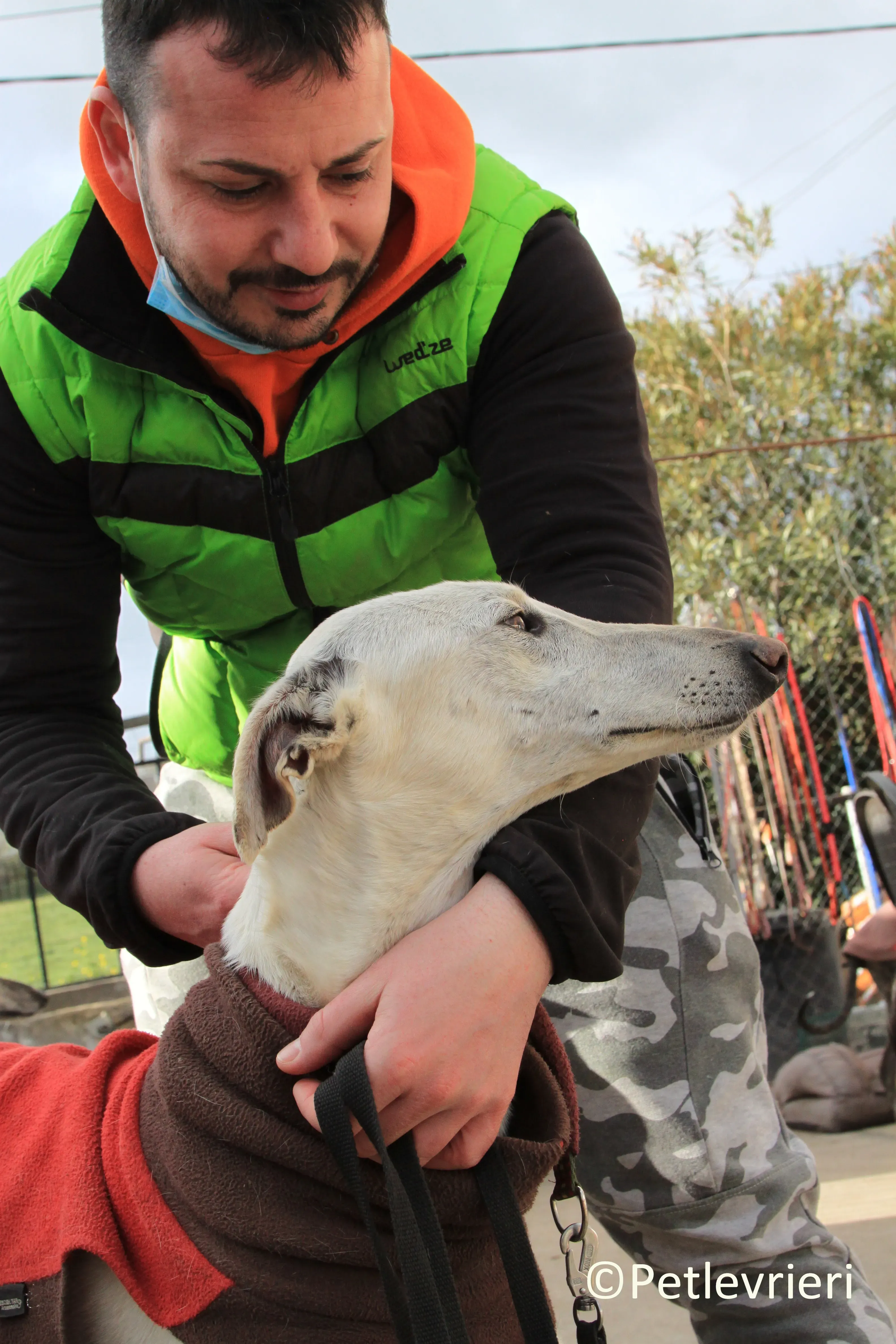 Calypso adozione levrieri galgo 08