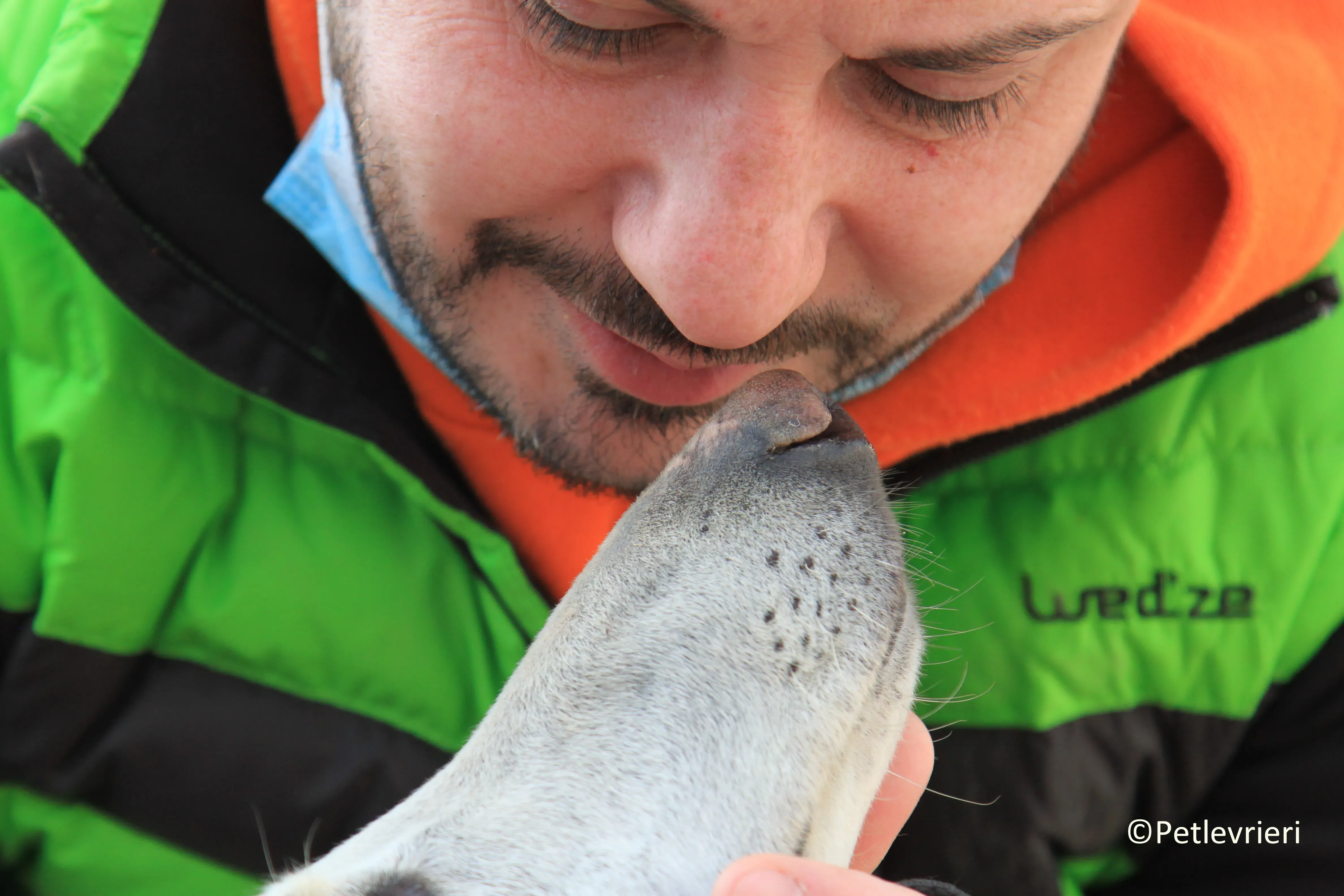 Calypso adozione levrieri galgo 09