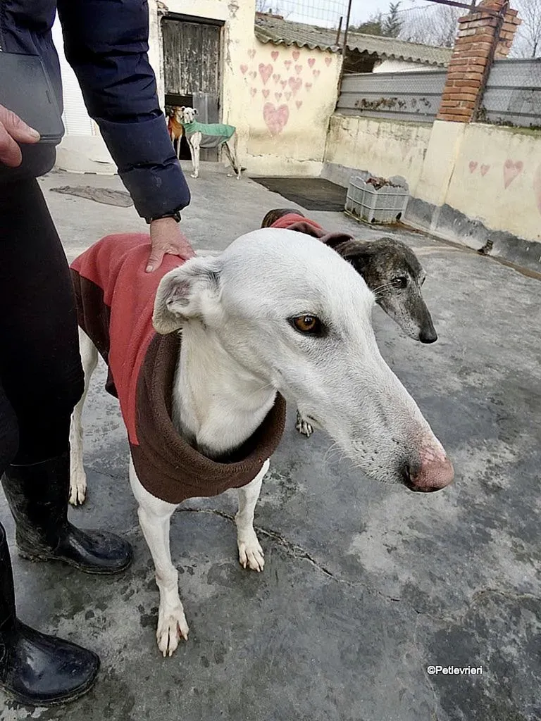 Calypso adozione levrieri galgo 1 1