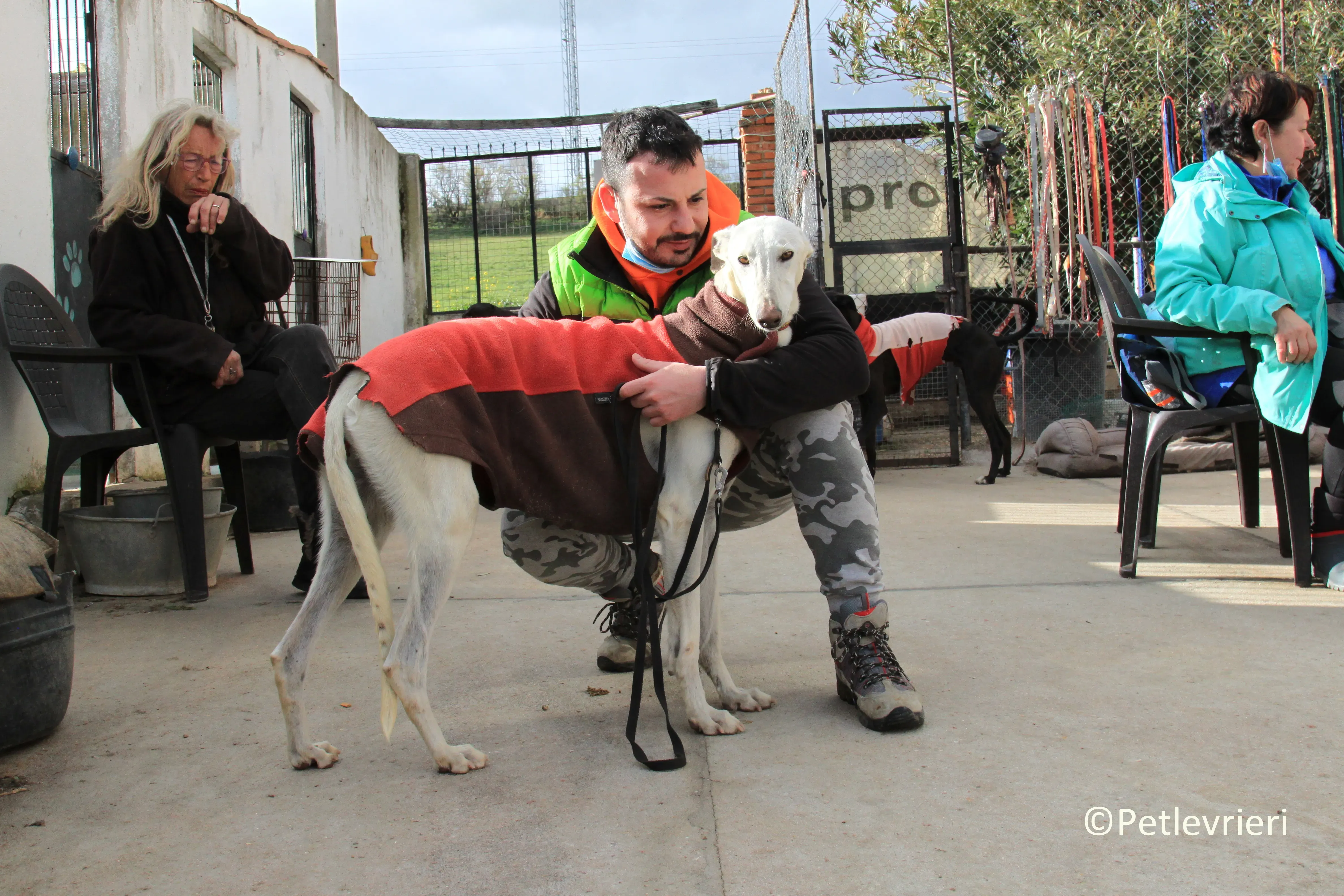 Calypso adozione levrieri galgo 10