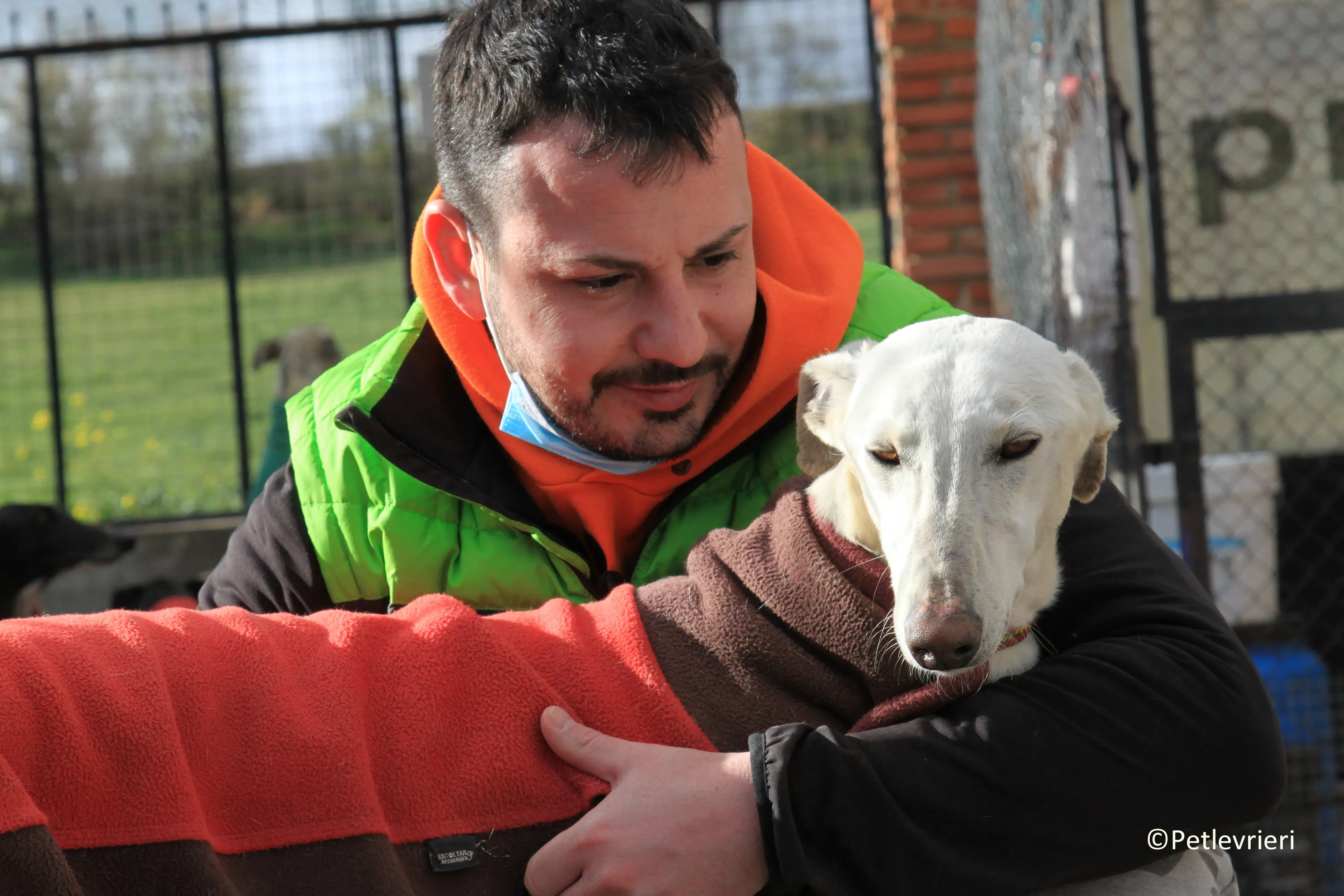 Calypso adozione levrieri galgo 11