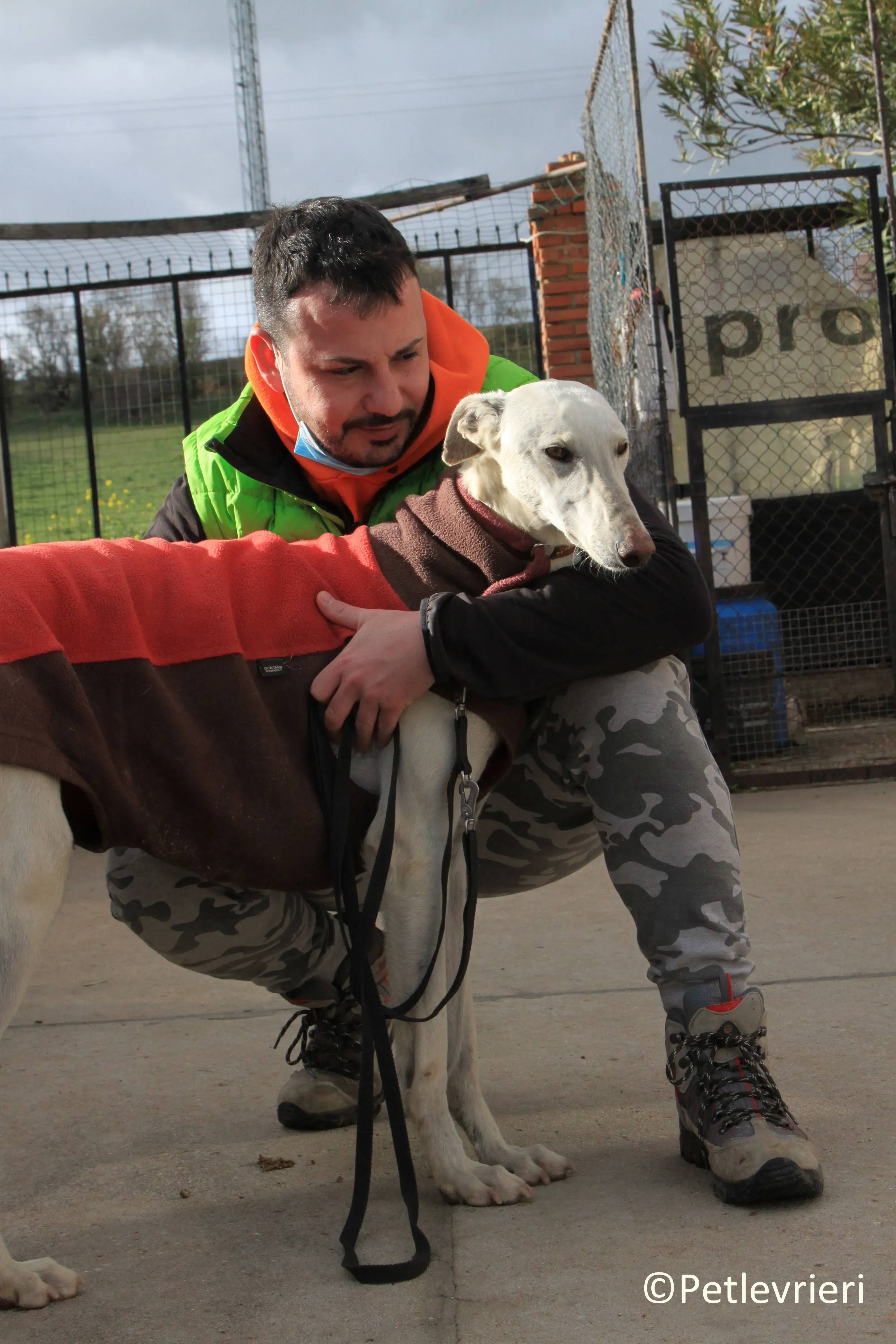 Calypso adozione levrieri galgo 12