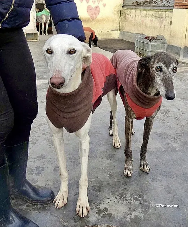 Calypso adozione levrieri galgo 2 1