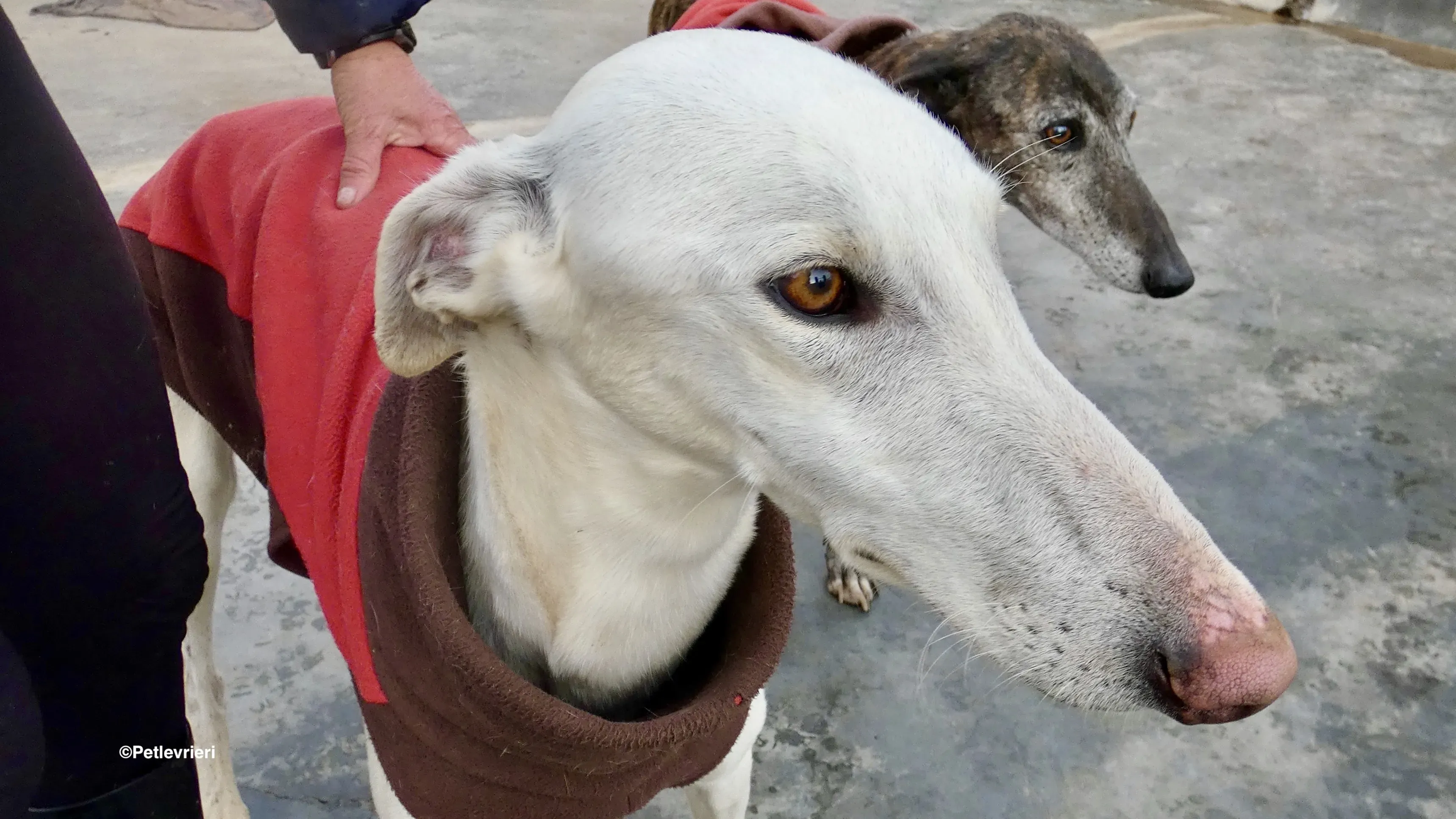 Calypso adozione levrieri galgo 3 1