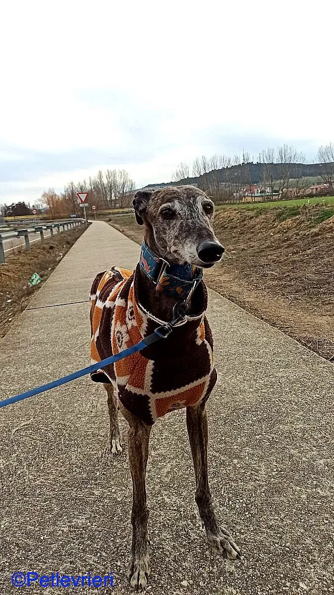 Cam adozione levrieri galgo 01