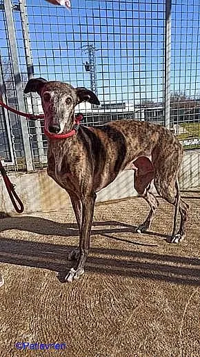 Cam adozione levrieri galgo 01 1