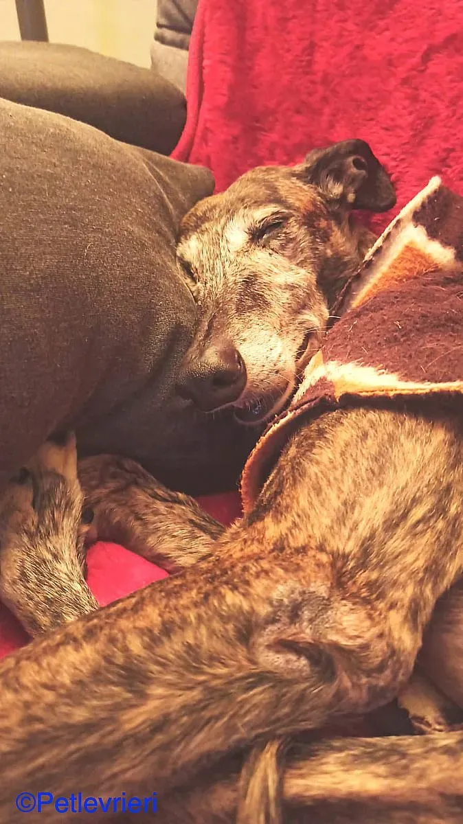 Cam adozione levrieri galgo 02