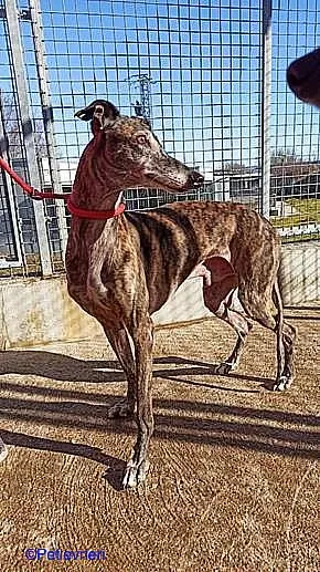 Cam adozione levrieri galgo 02 1