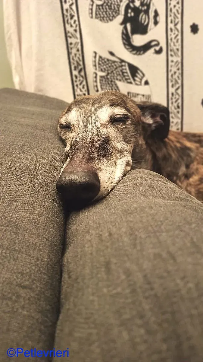 Cam adozione levrieri galgo 03