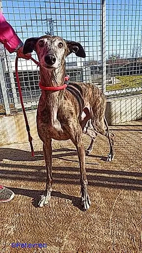 Cam adozione levrieri galgo 03 1