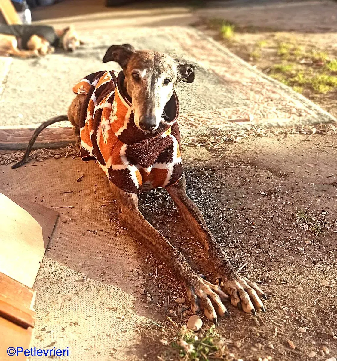 Cam adozione levrieri galgo 04