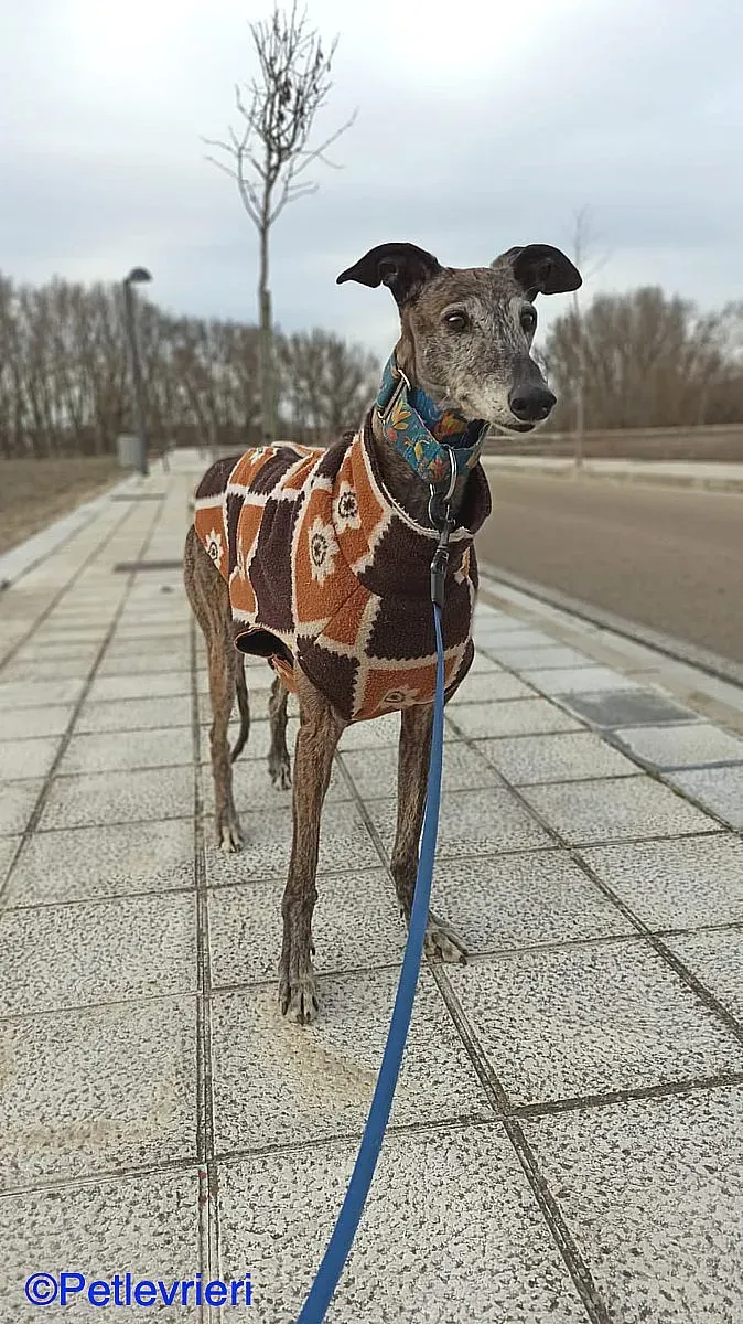 Cam adozione levrieri galgo 05