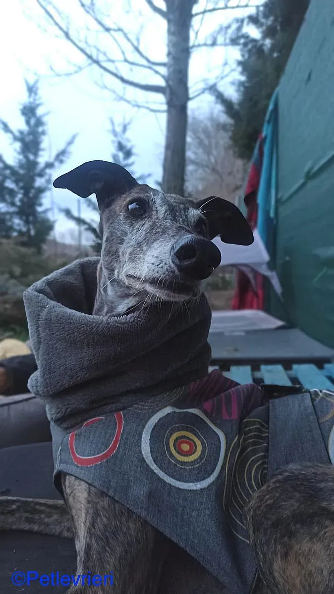 Cam adozione levrieri galgo 06