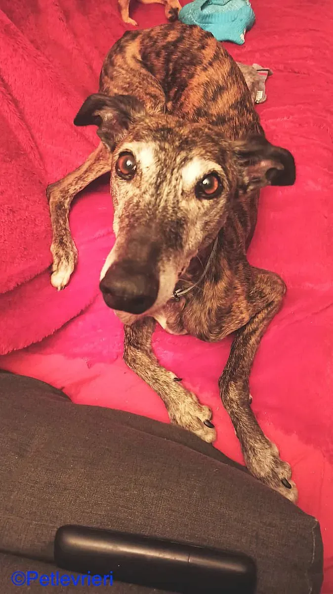 Cam adozione levrieri galgo 07