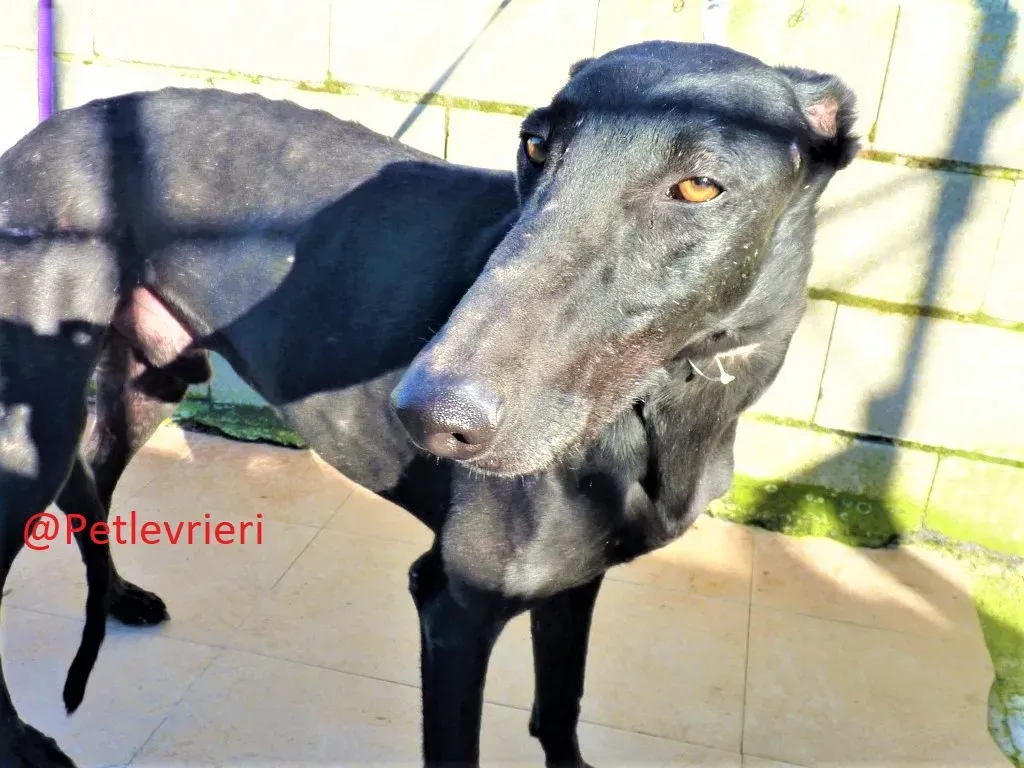Cameo adozione levieri galgo01 1