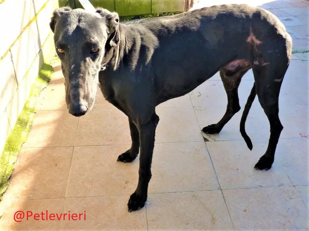 Cameo adozione levieri galgo03 1