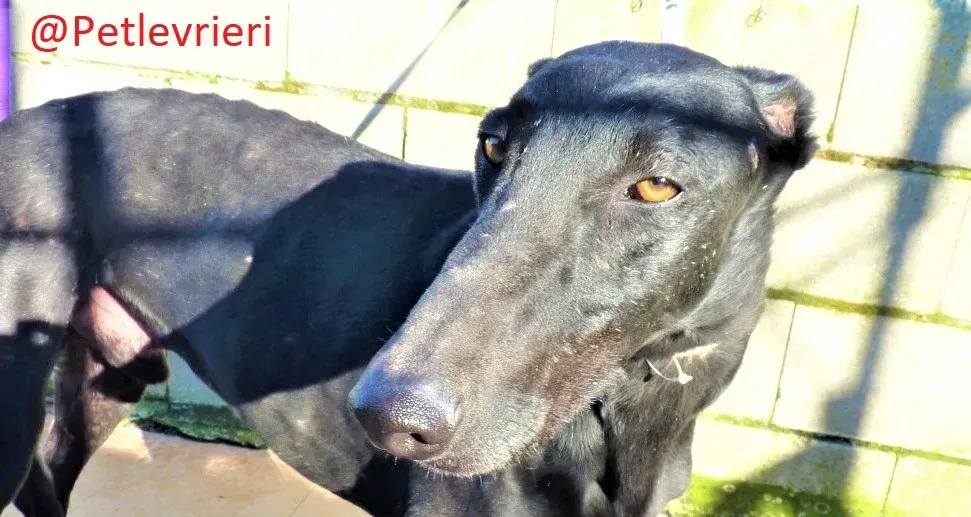 Cameo adozione levieri galgo04 1