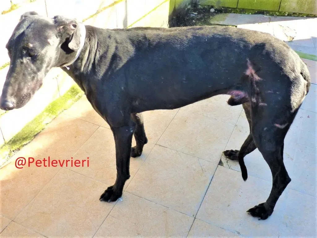 Cameo adozione levrieri galgo02 1