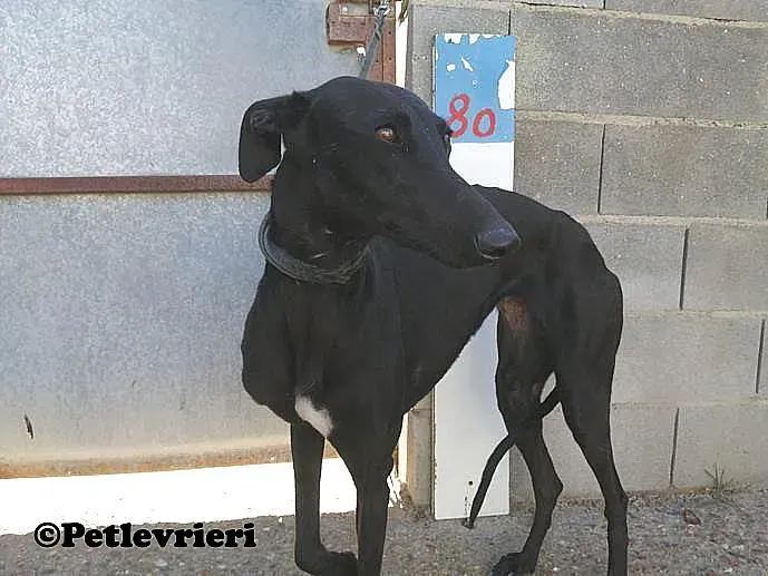 Camomilla animo randagio Melendugno 01