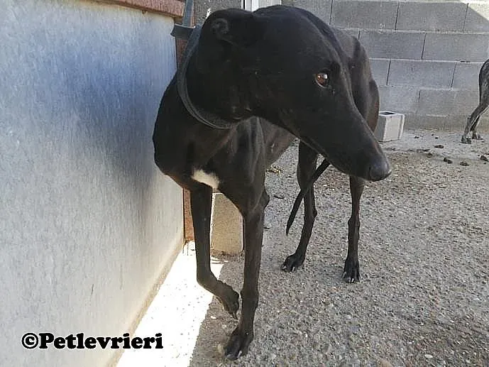 Camomilla animo randagio Melendugno 02