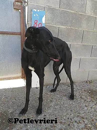 Camomilla animo randagio Melendugno 03