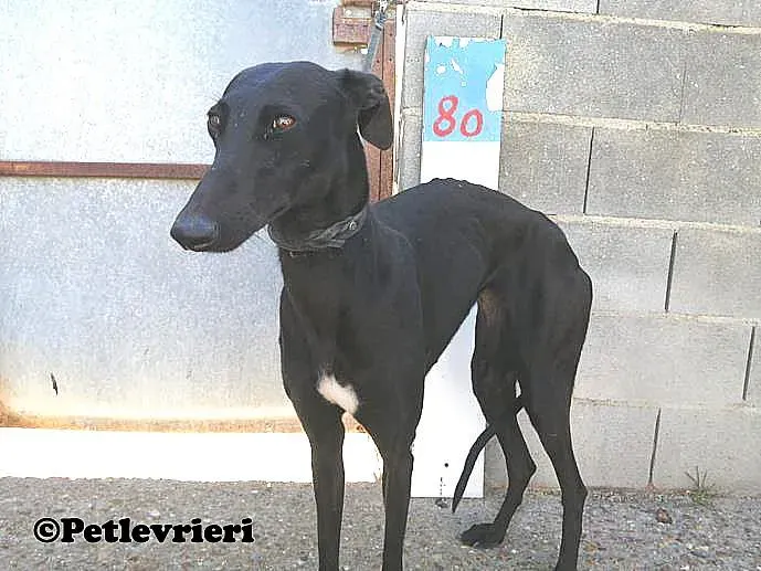 Camomilla animo randagio Melendugno 04