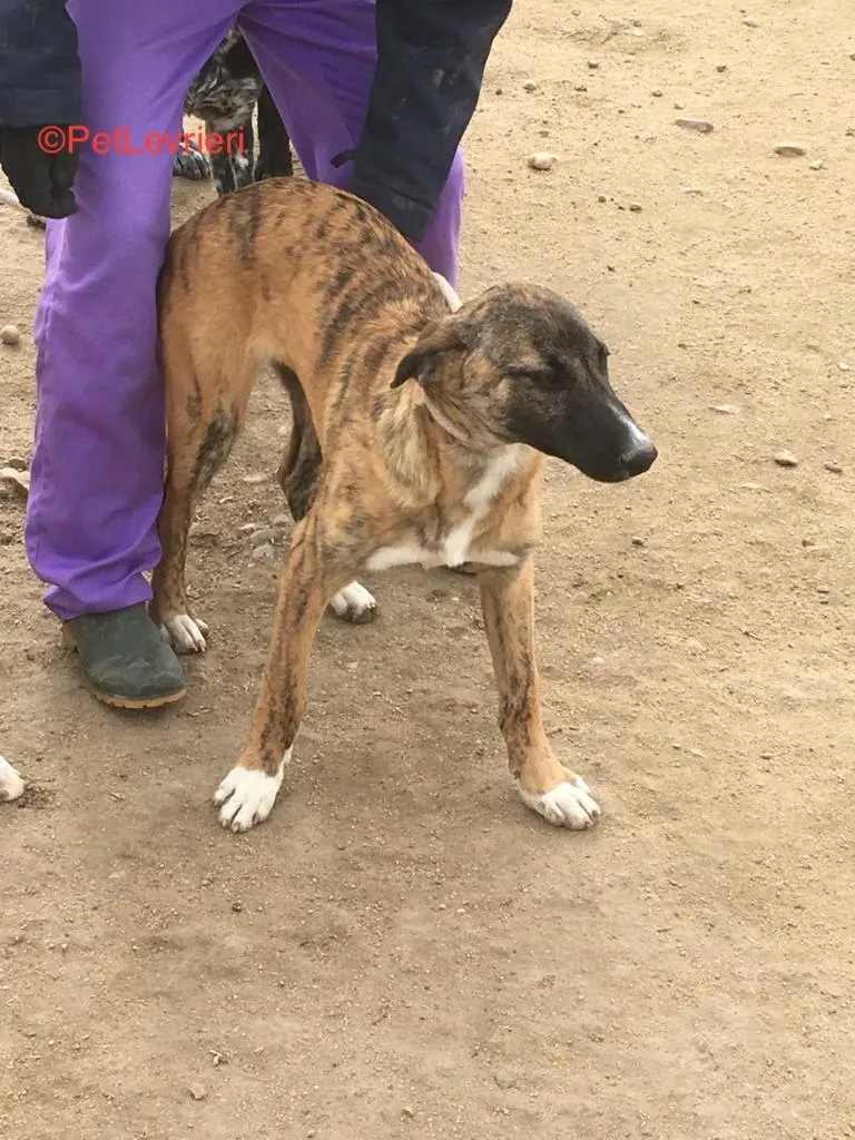 Campa adozione levrieri galgo 1