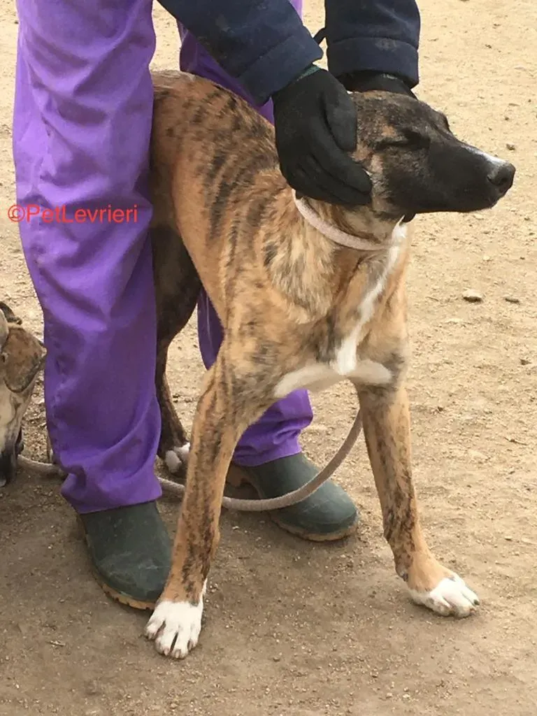 Campa adozione levrieri galgo 2