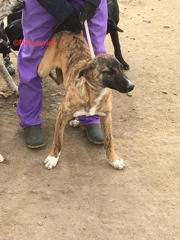 Campa adozione levrieri galgo 3