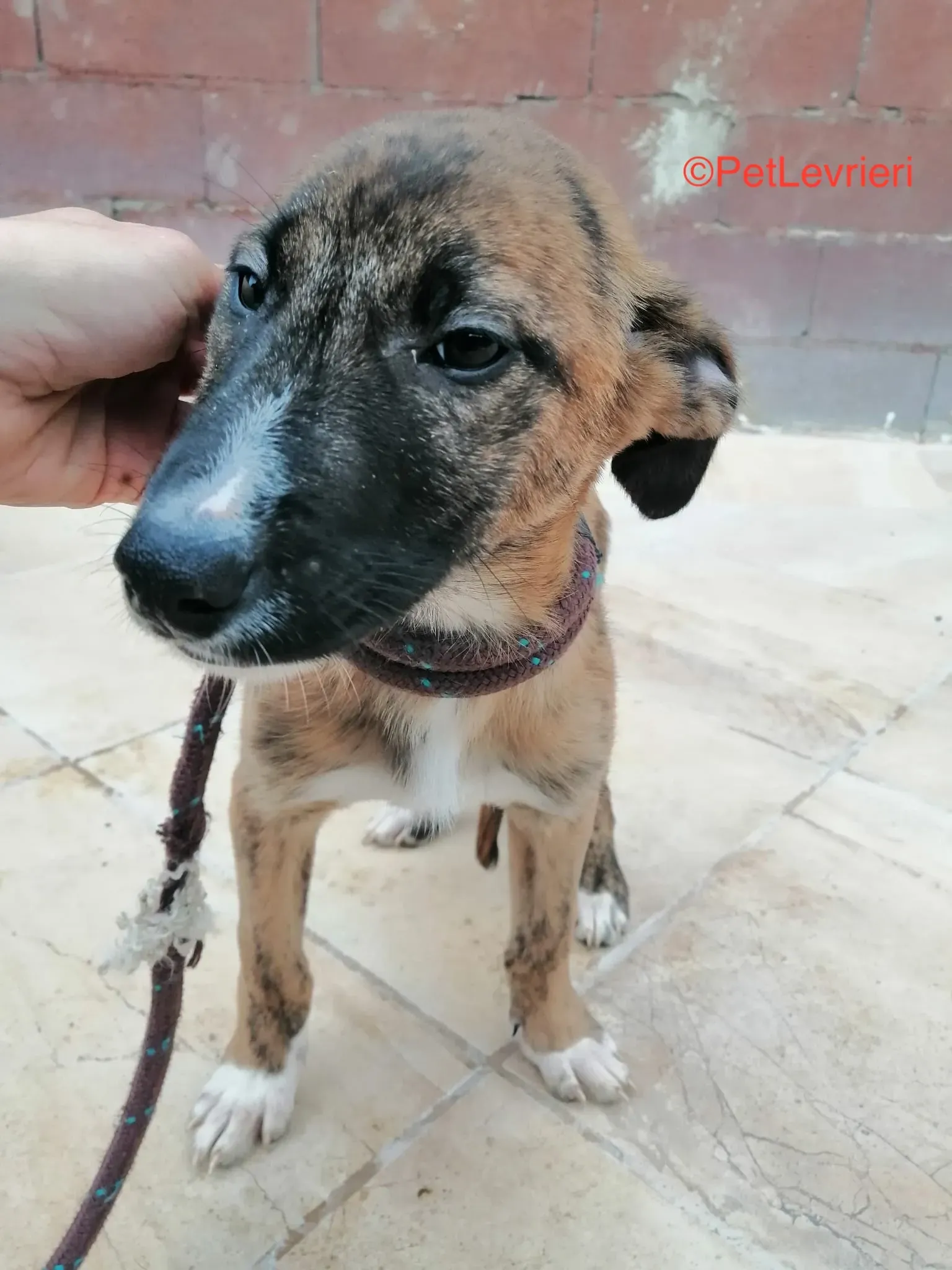 Campa adozione levrieri galgo 5