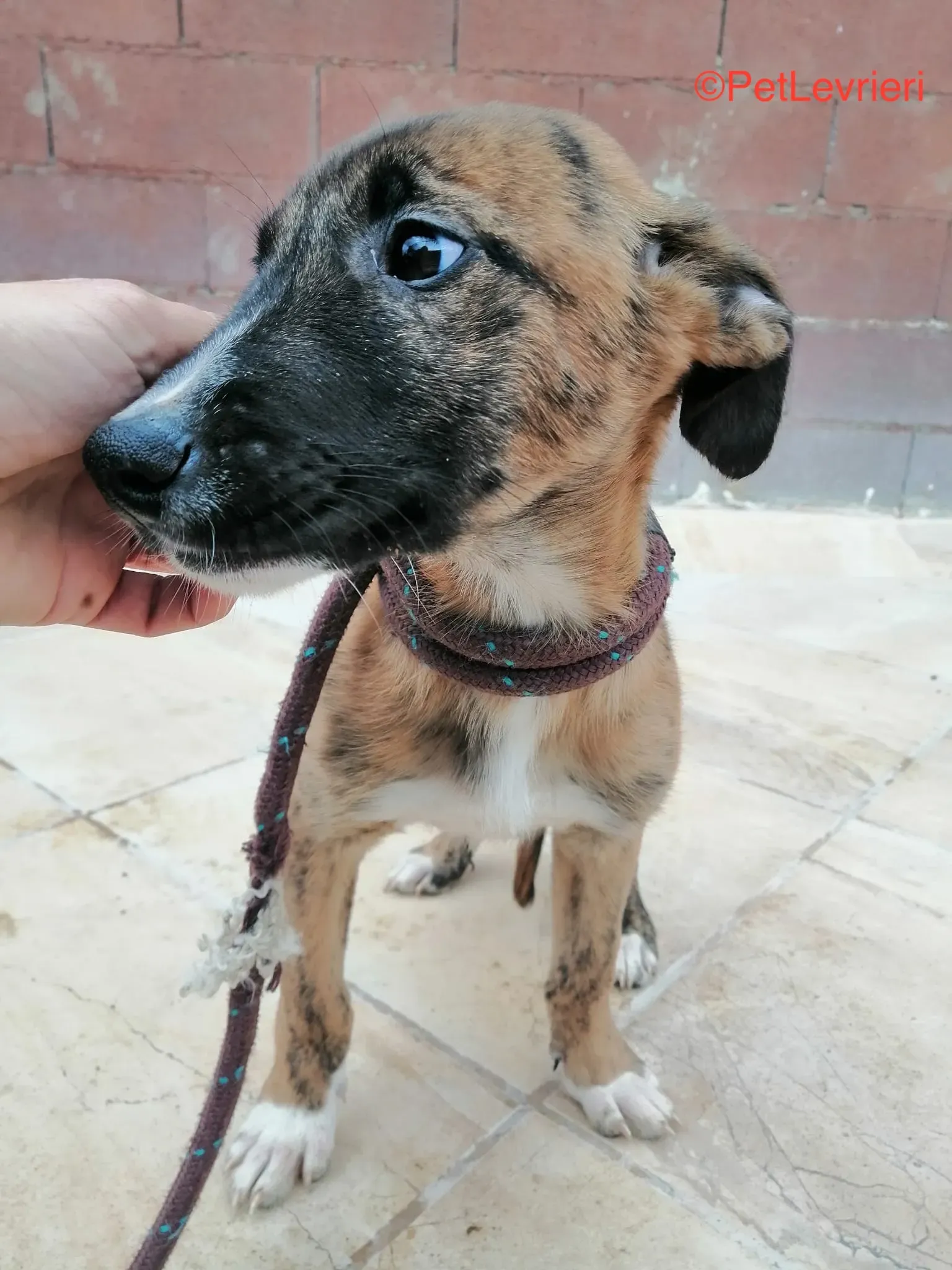 Campa adozione levrieri galgo 6